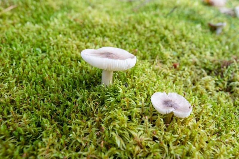 paddenstoelen in gazon voorkomen