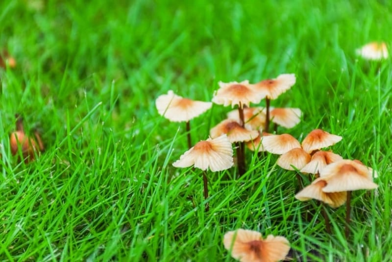 paddenstoelen verwijderen uit gazon