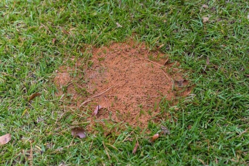 zandhoopjes mieren in het gras