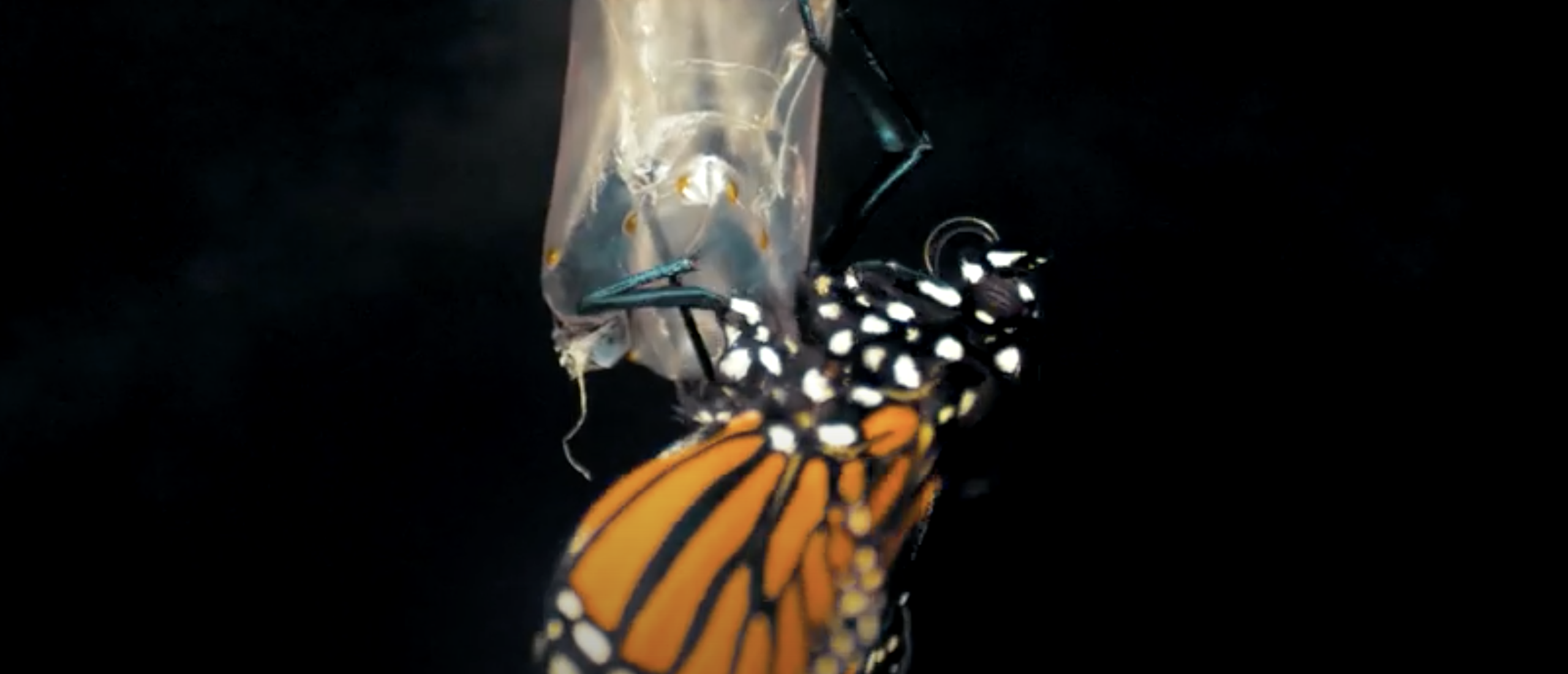 Bereid je voor op vrede!