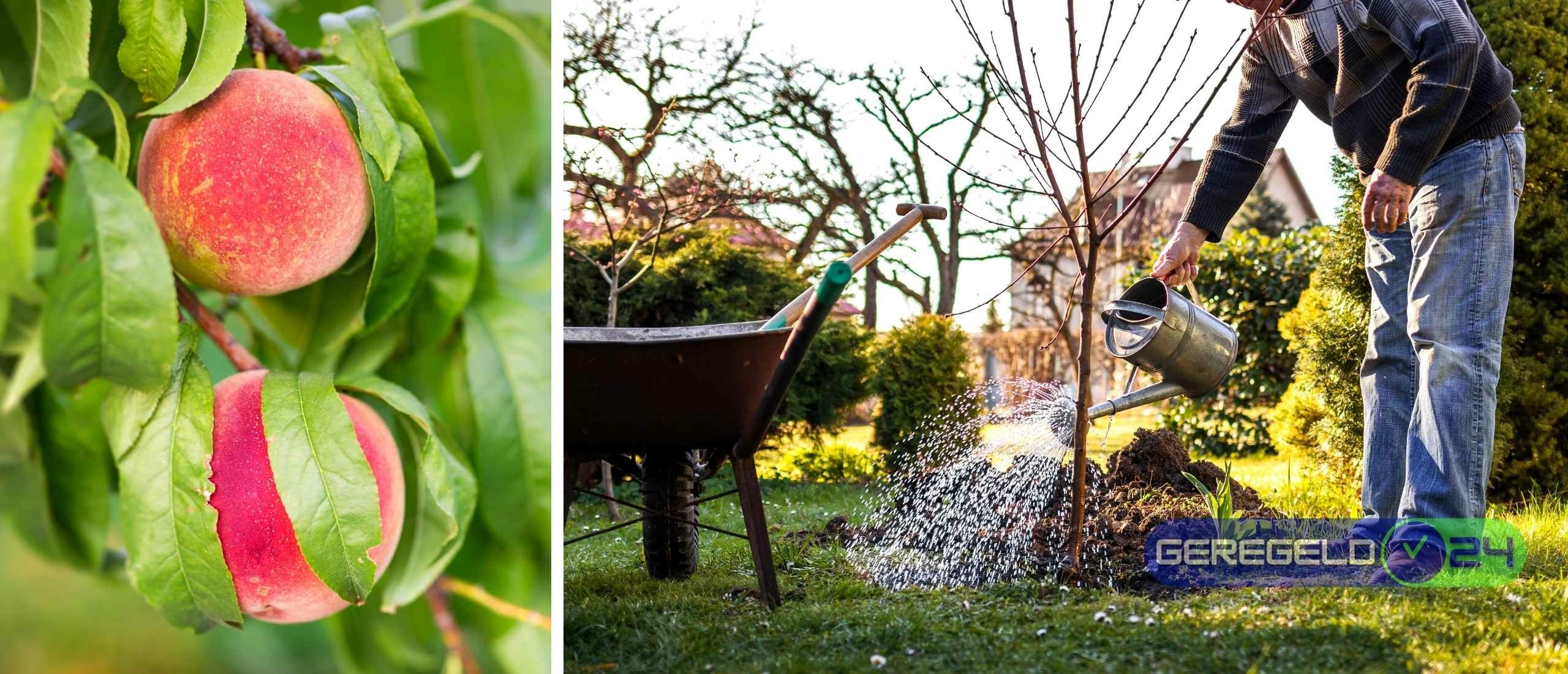 10 Tips voor het Kweken van Fruitbomen in je Eigen Tuin