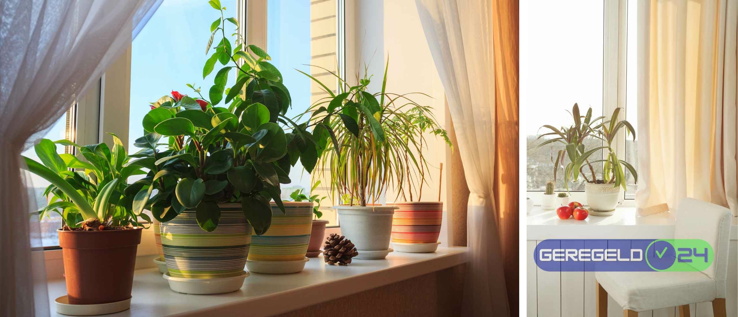Breng leven in huis: De mooiste vensterbankplanten voor meer sfeer