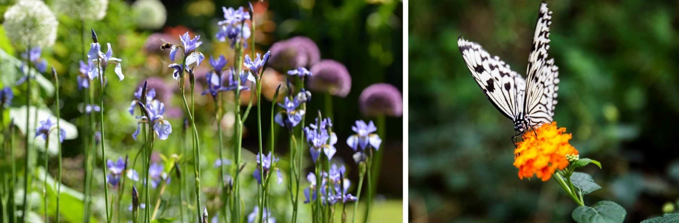 Eenvoudige Stappen Om Een Tuin Vol Vlinders En Bijen Te Cre Ren