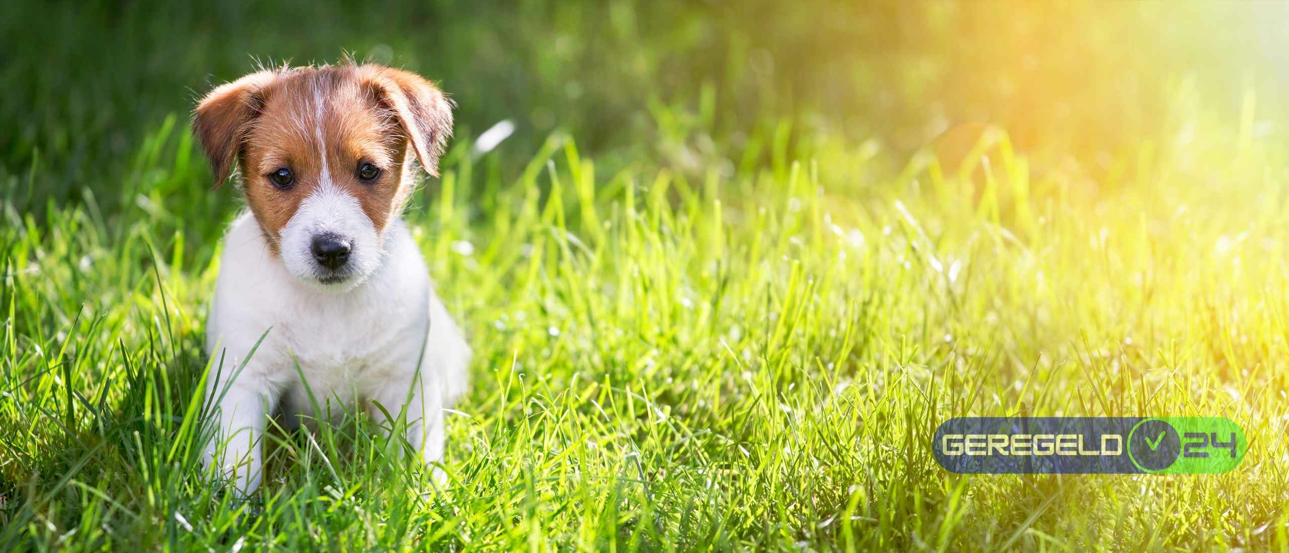 Kopen Van Een Puppy: Alles over Aanschaffen, Opvoeden en Zindelijk worden