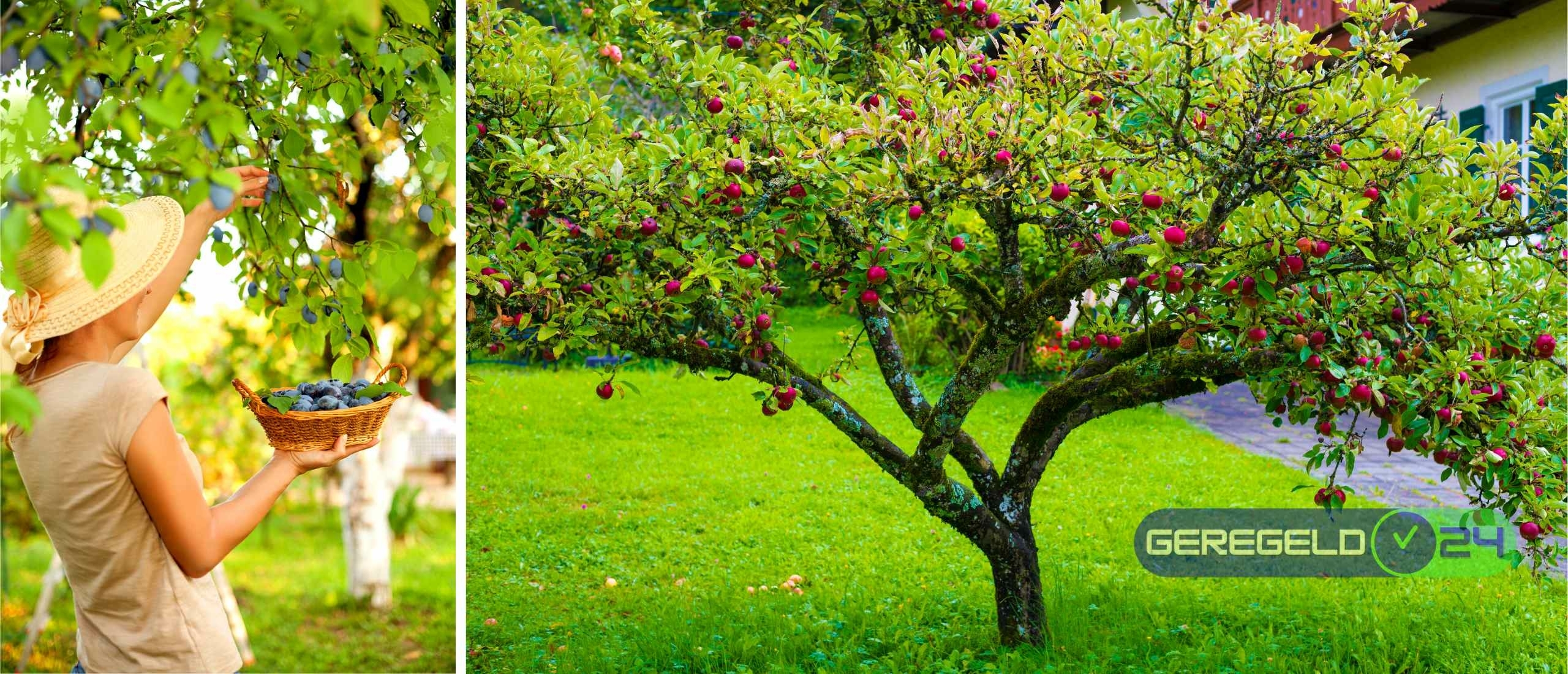 Ontdek de heerlijke wereld van fruitbomen: een kleurrijke toevoeging aan je tuin