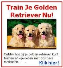 Train Je Golden Retriever Nu!