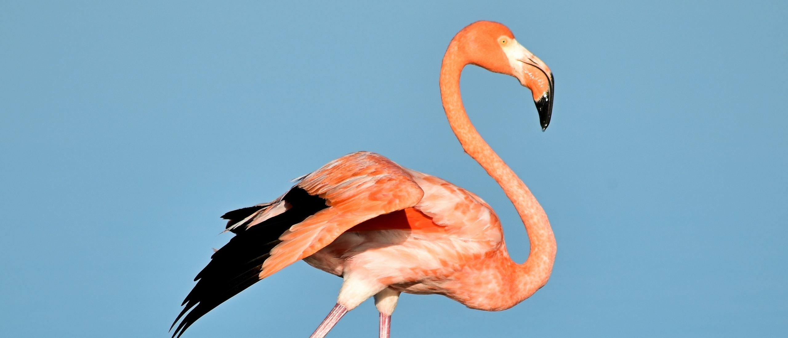 Als je liever Flamingo ziet dan Beren