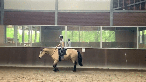 Stopping bridleess by Zoe Coade