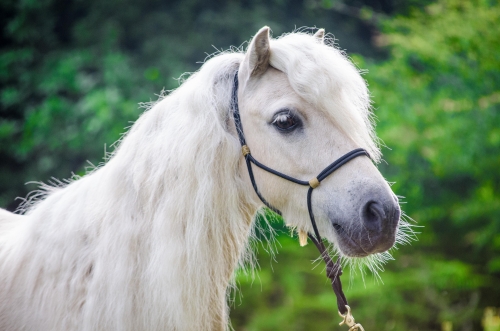 A day in the life of Shetland owner by Zoë Coade Zoë Coade's Benny