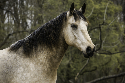 Zoë Coades Horse Lenny