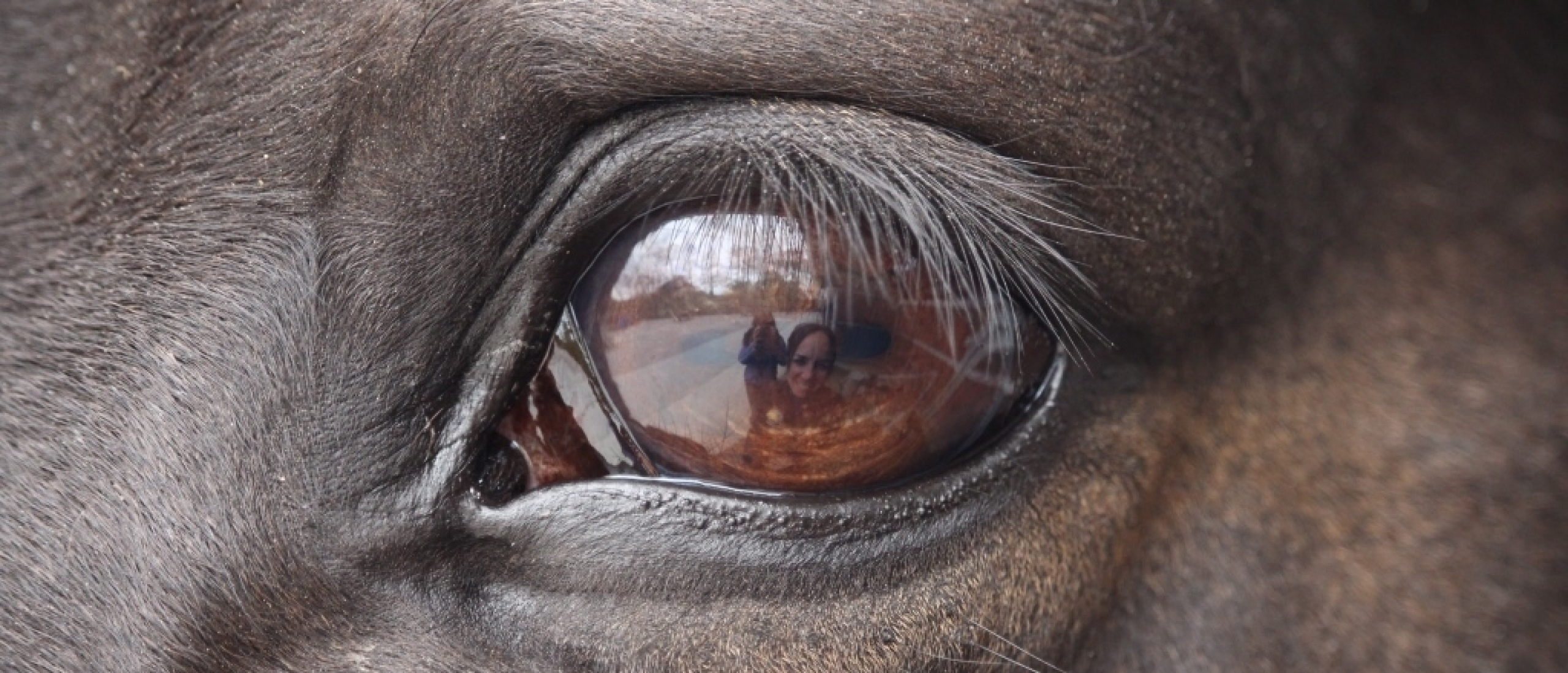 Quiet Practice with Horses: Building Trust, Confidence, and Connection by Zoë Coade
