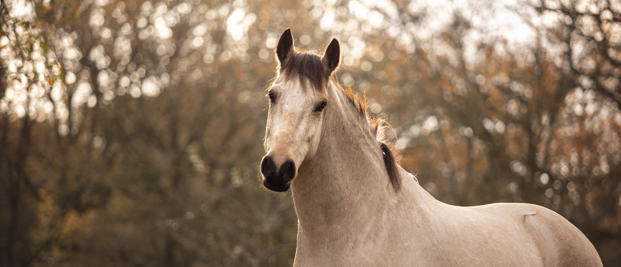 Dont' treate horses like they are stupid by Zoë Coade