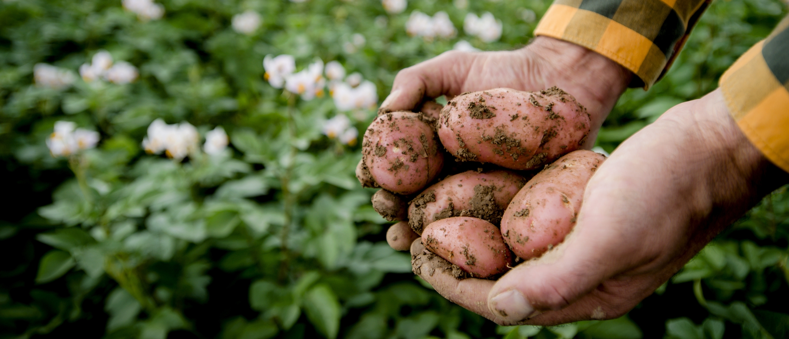 WUR meldt 'doorbraak' tegen aardappelziekte door genbewerking