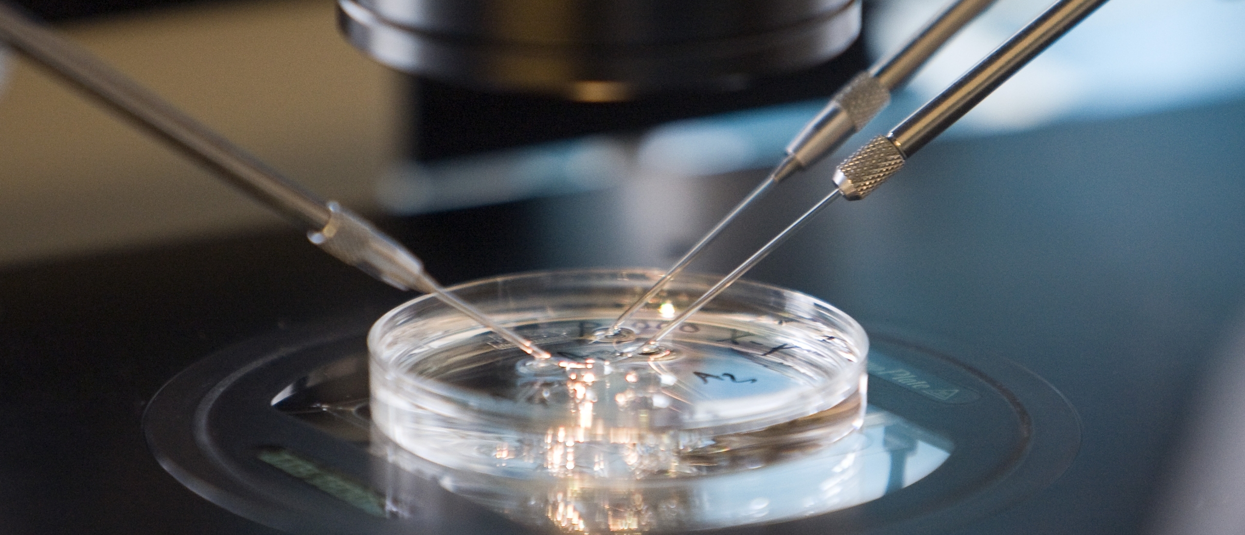 NPV: embryo's zijn te waardevol om voor onderzoek te gebruiken