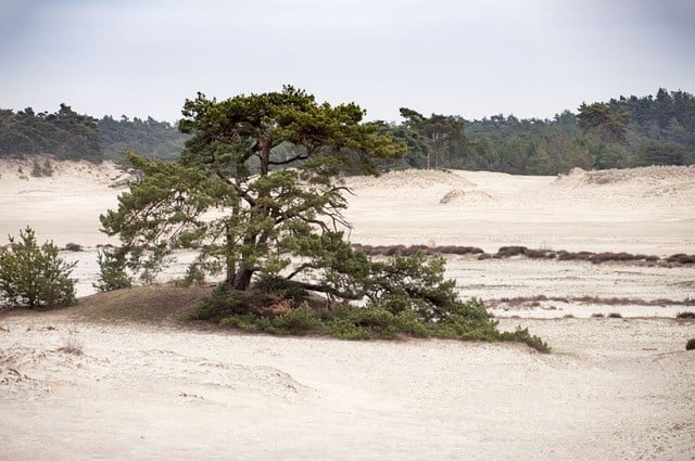 Gitaar spelen op de Veluwe