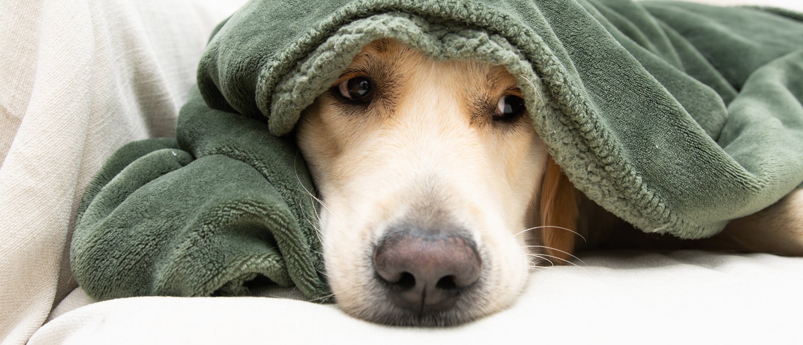 goedehondenbrokken.nl hond ziek spugen