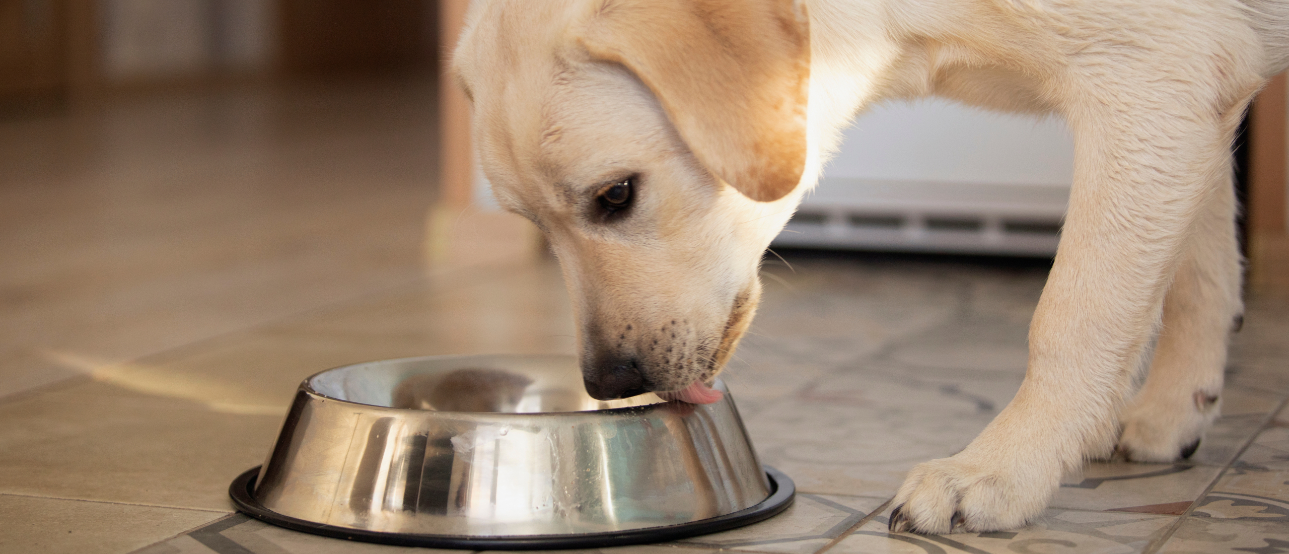 Voedselallergie bij honden - waardoor ontstaat het?