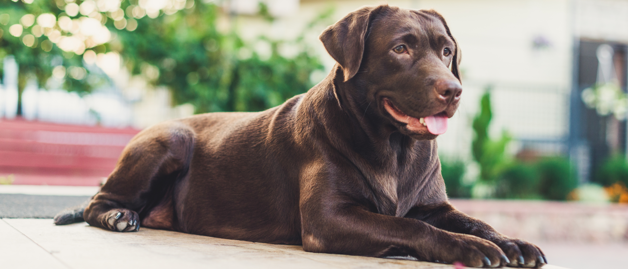 Diarree bij je hond: wat kan het zijn?
