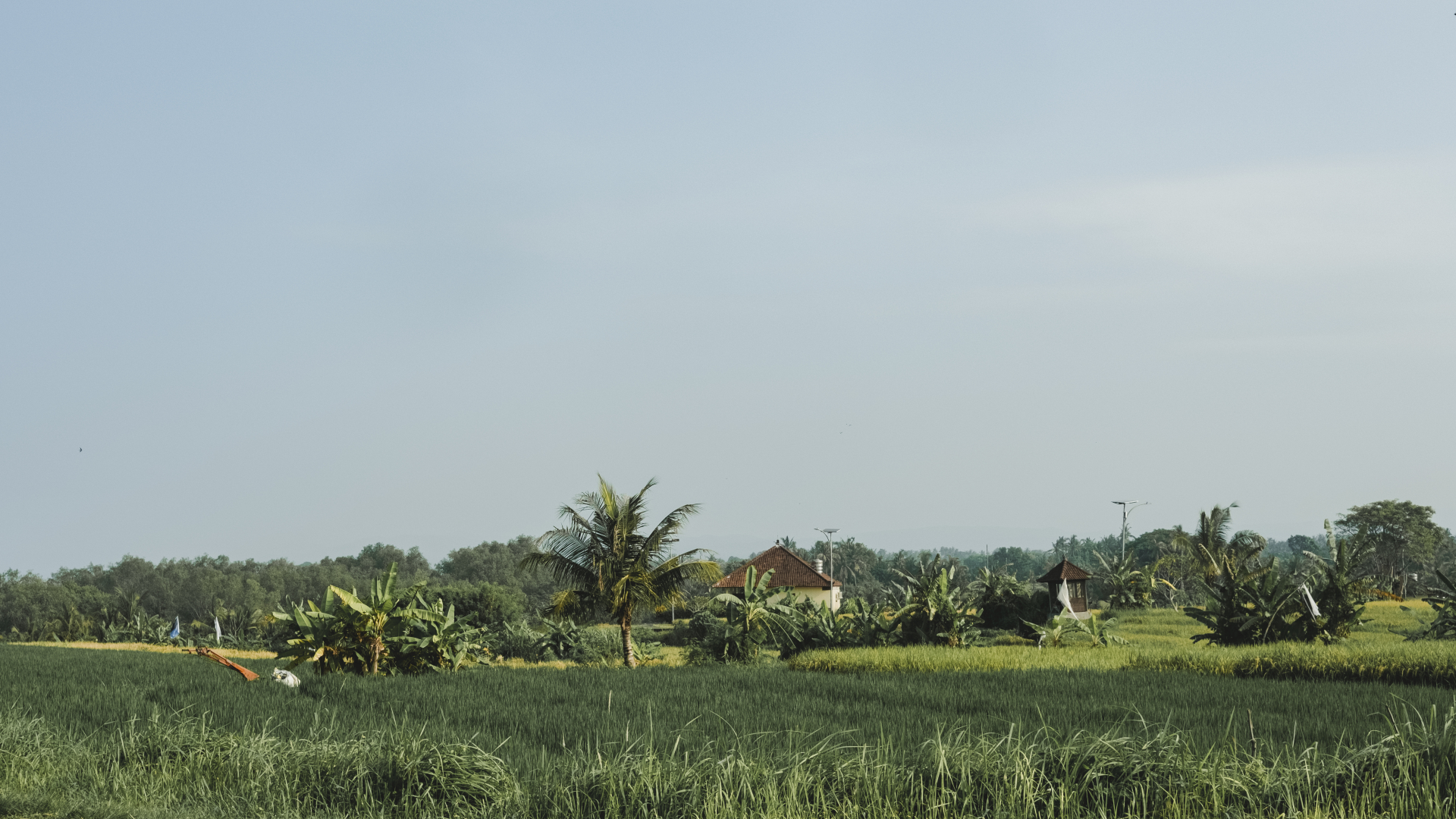 lush green rice fields near Kedungu Bali village