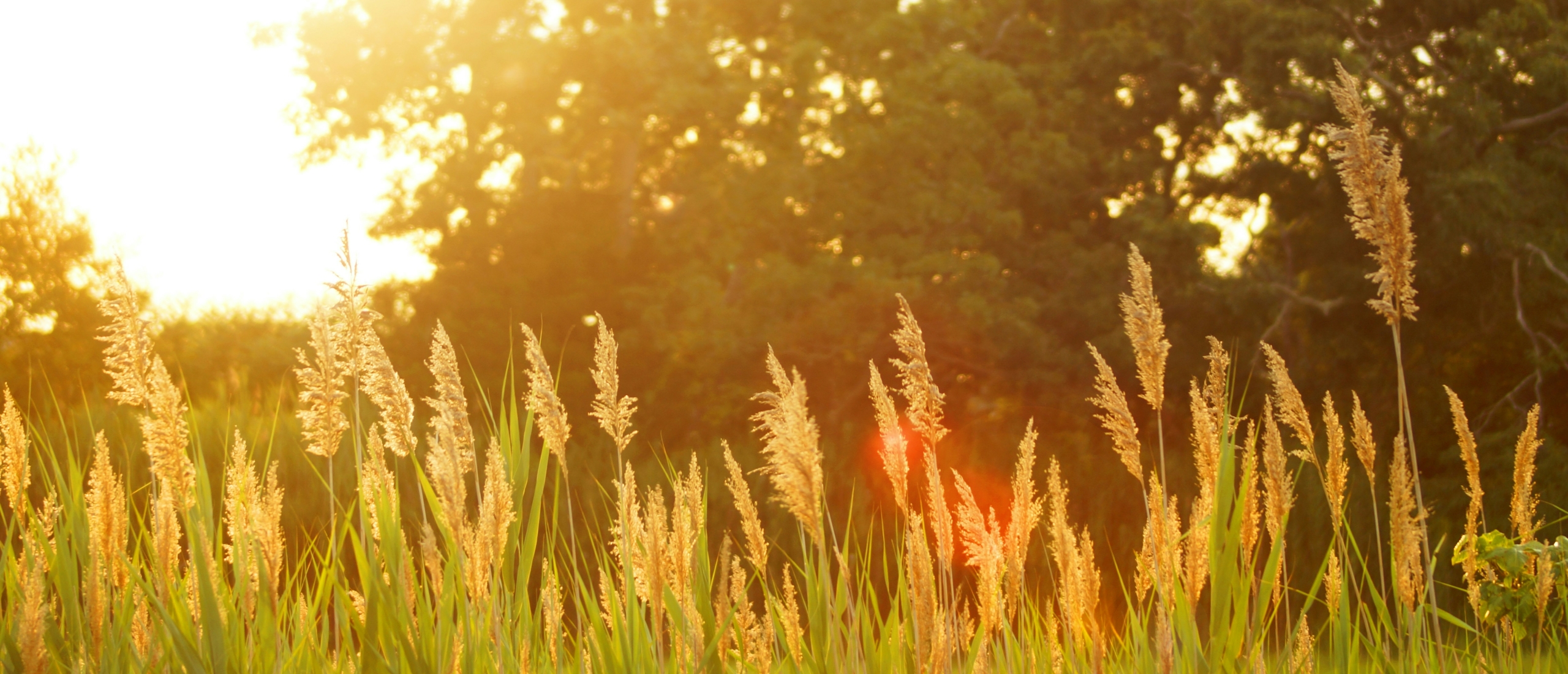 5 kruiden voor midzomer