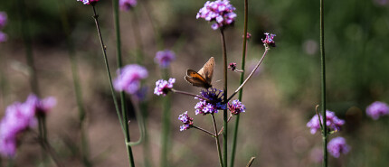 De wondere werking van IJzerhard - Verbena Officinalis