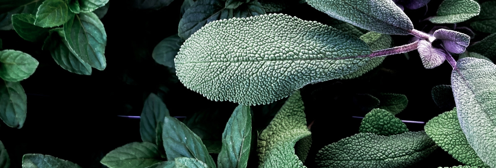 Salie Salvia officinalis green goddess natuurgeneeskunde overgang Salie Salvia officinalis green goddess natuurgeneeskunde overgang