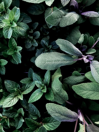 Salie Salvia officinalis  green goddess natuurgeneeskunde overgang