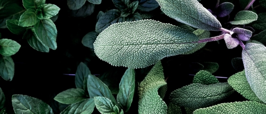 Salie Salvia officinalis  green goddess natuurgeneeskunde overgang