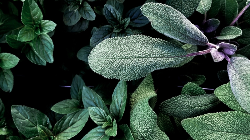 Salie Salvia officinalis  green goddess natuurgeneeskunde overgang