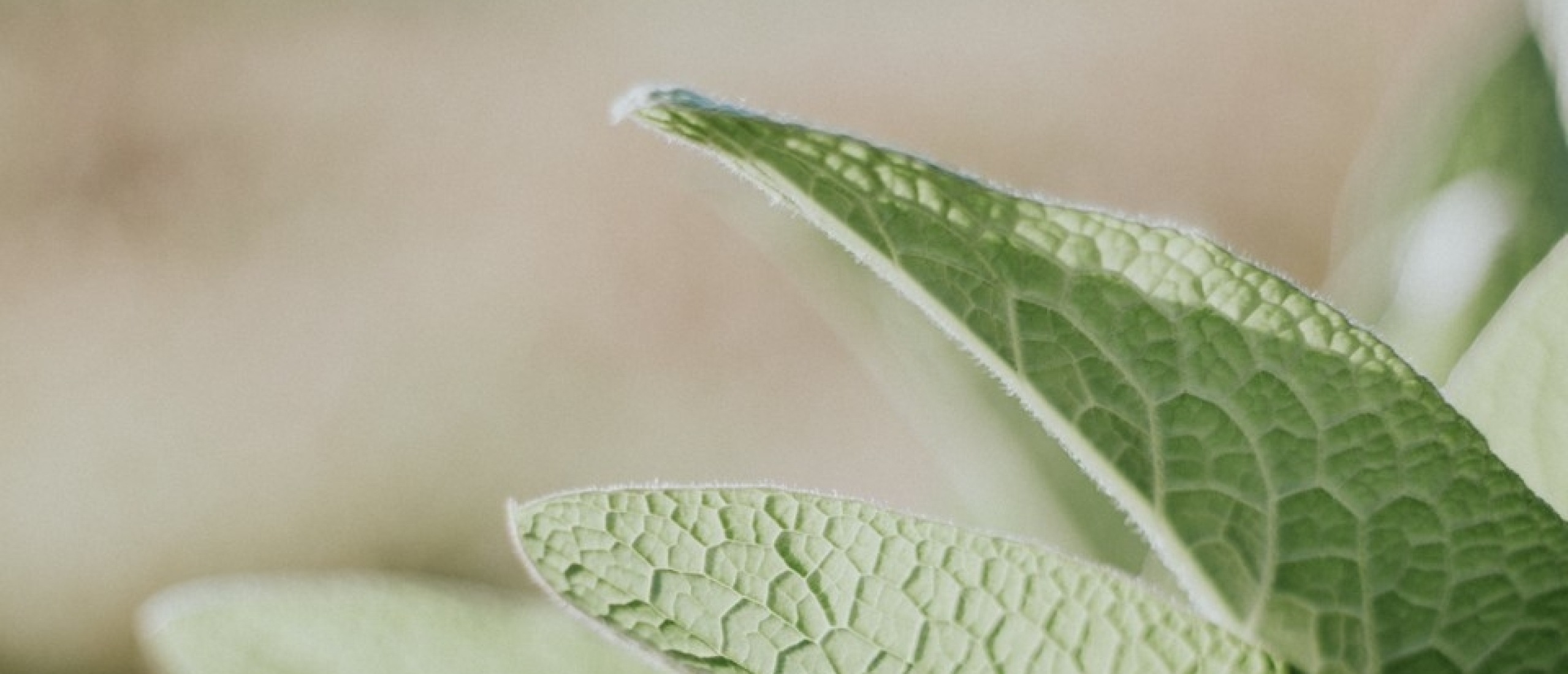 Salvia officinalis-Salie-Green Goddess-natuurgeneeskunde-kruidengeneeskunde