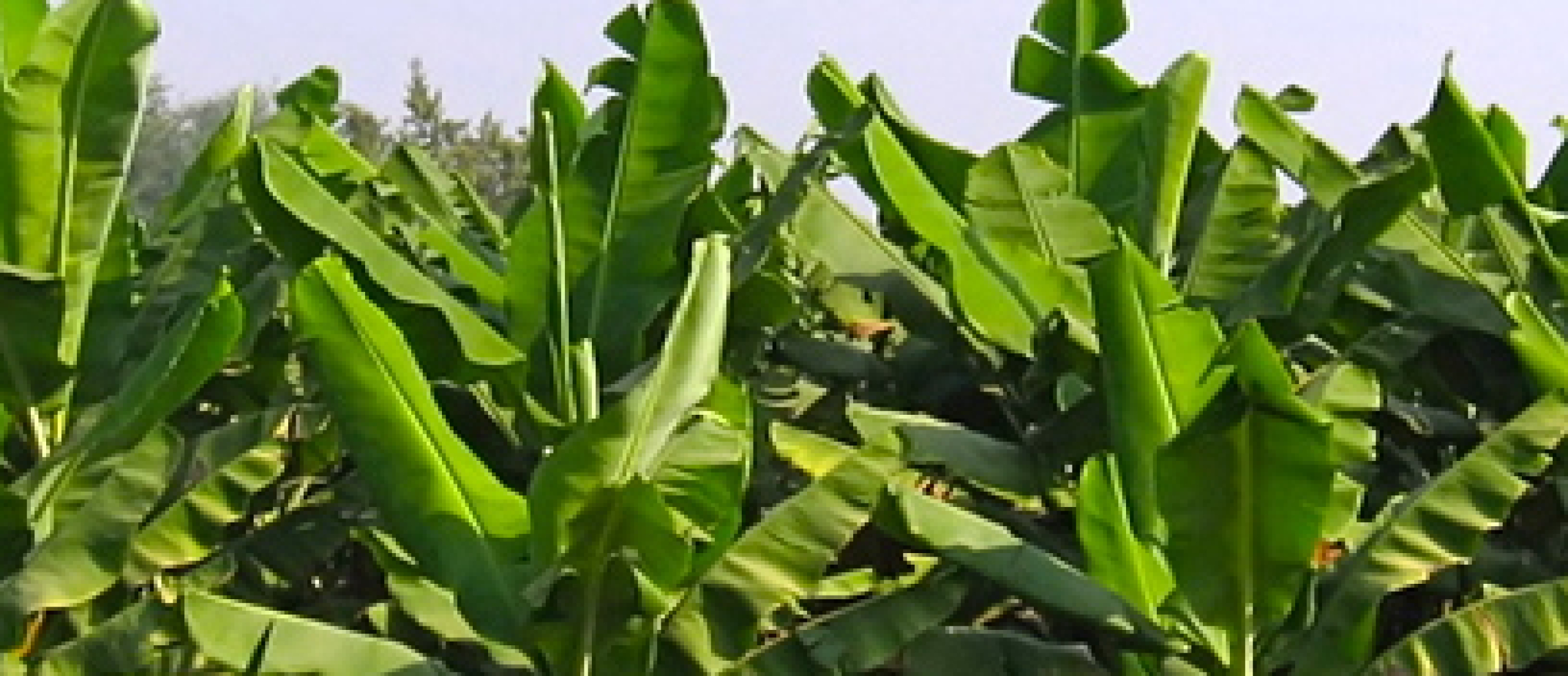 bananenplant-uitvaartmanden