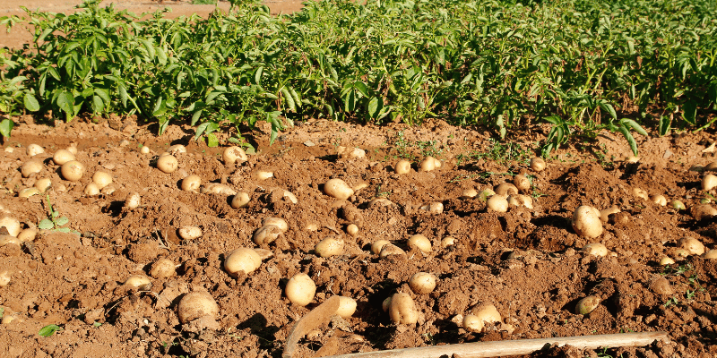 Aardappelen op het land Kennisboek Groente Grenzeloos Gastvrij