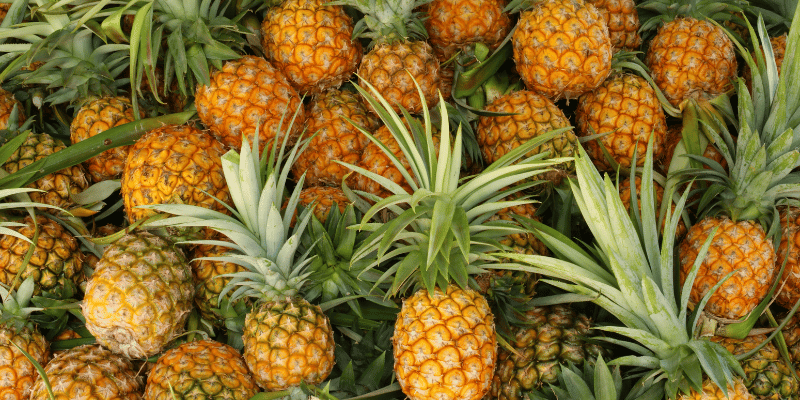 Ananas Excotisch fruit Kennisboek Fruit Grenzeloos Gastvrij.png