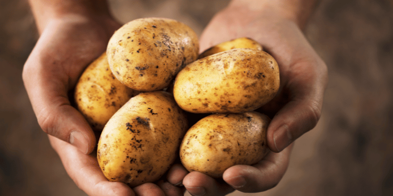 Hand vol aardappelen Kennisboek Groente Grenzeloos Gastvrij