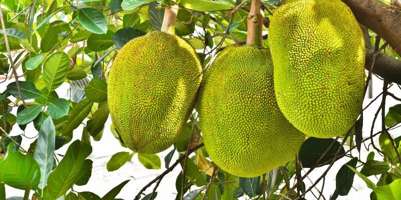 Jackfruit Excotisch fruit Kennisboek Fruit Grenzeloos Gastvrij.png