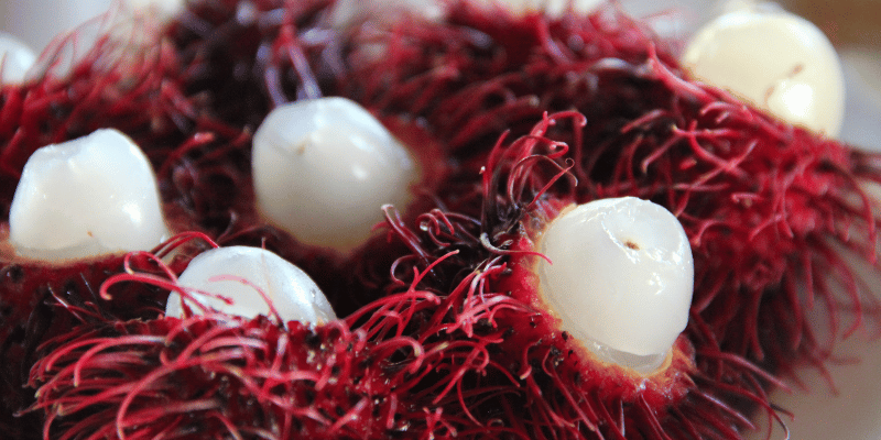 Rambutan Excotisch fruit Kennisboek Fruit Grenzeloos Gastvrij