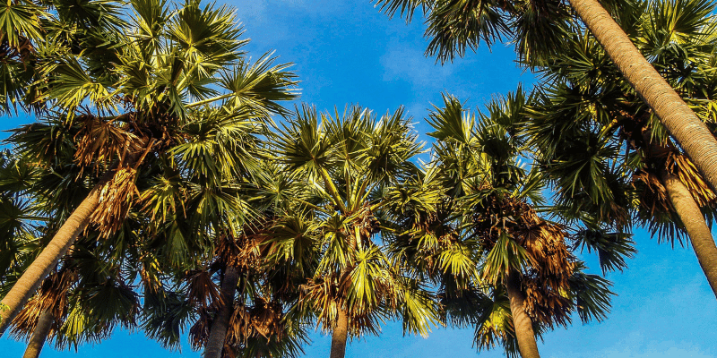 Suikerpalm Kennisboek Kruidenierswaren Grenzeloos Gastvrij