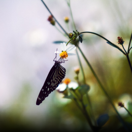 Biodiversiteit op je bord