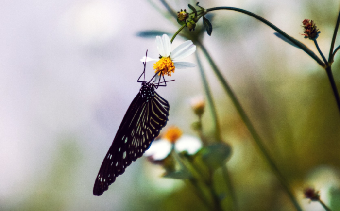 Biodiversiteit op je bord