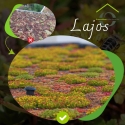 groendak-onderhoudspakket-lajos