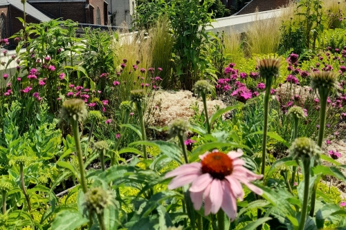 Groendak Antwerpen