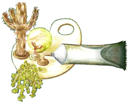 groendak aanleggen sedum 6