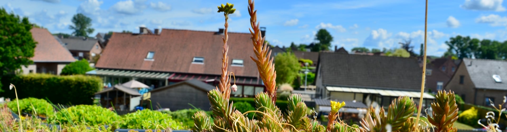Sedum reflexum in bloei met heldere lucht en daken op de achtergrond