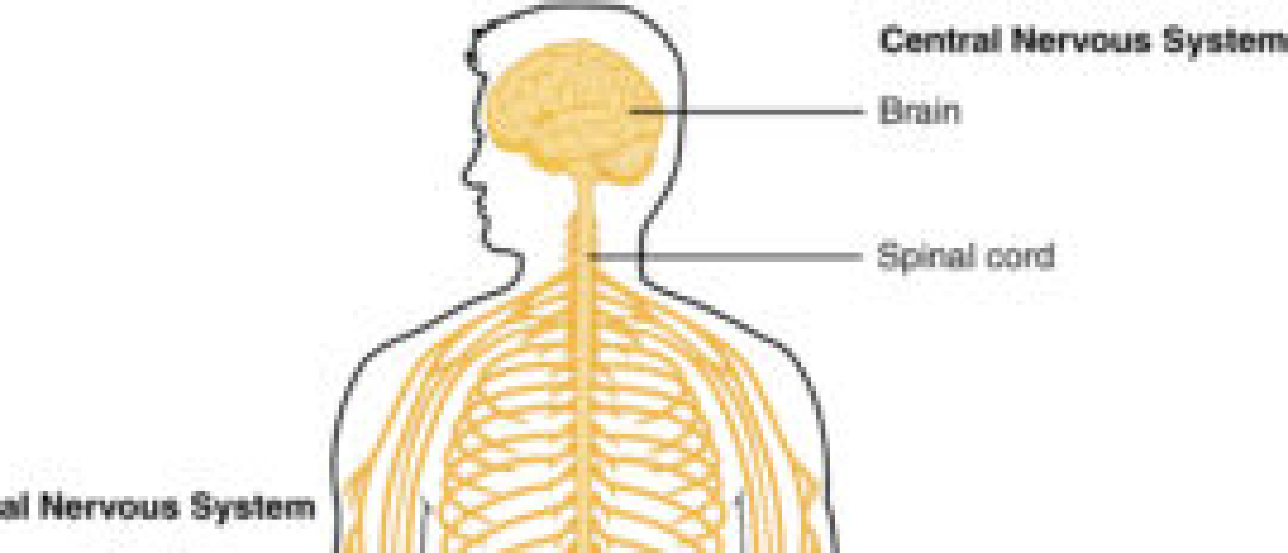 Centraal-zenuwstelsel