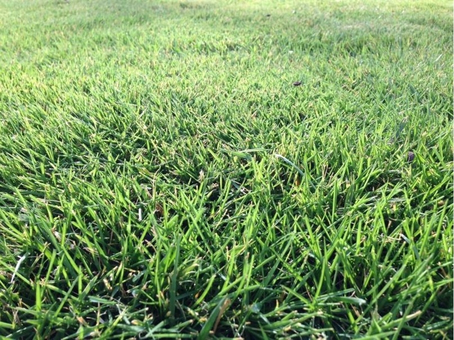 outdoor-gymnastics-grass