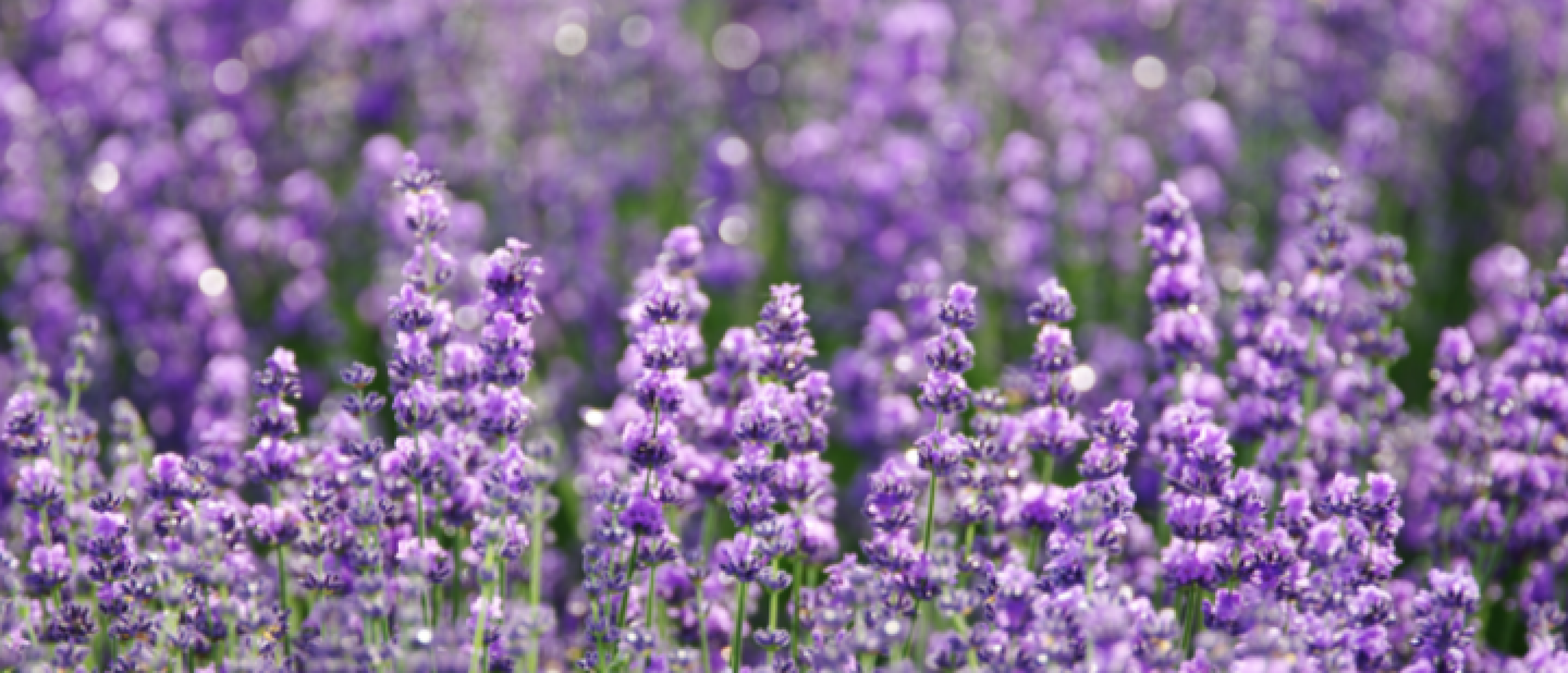 lavendel-kennisbank-happy-ever-oils