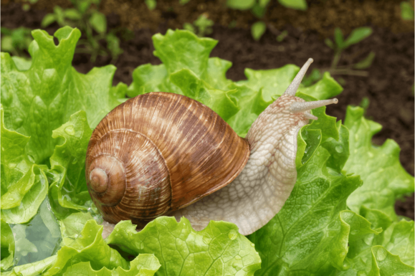 Wat doe je aan slakken in de tuin? Hardhouten Tuinkast