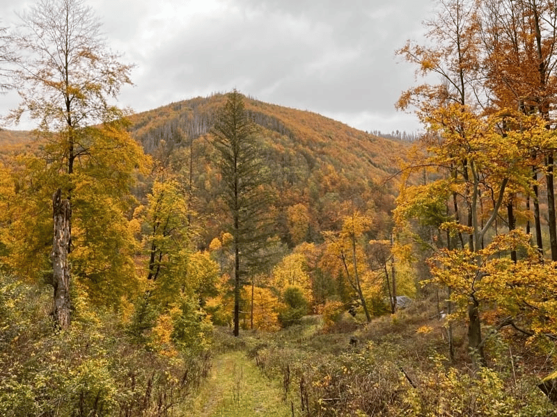 Das Siebertal im Harz