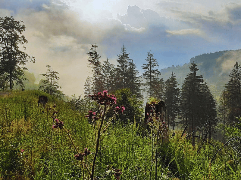 Das Siebertal im Harz im Harz Hotel Iris