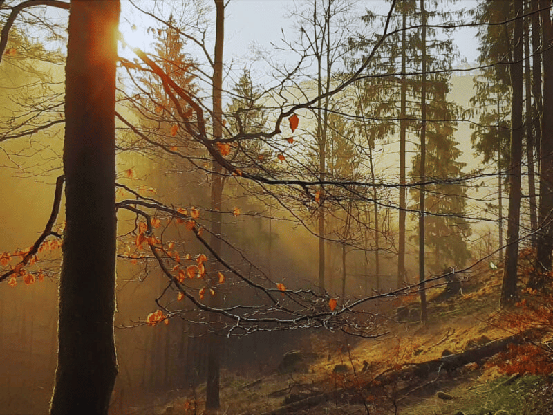 Der goldene Herbst im Harz im Harz Hotel Iris